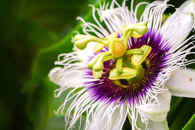 Passionflower