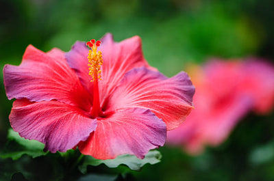 Hibiscus 