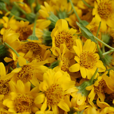 Arnica