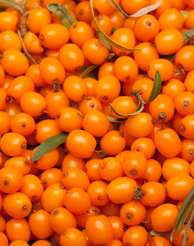 Sea Buckthorn 