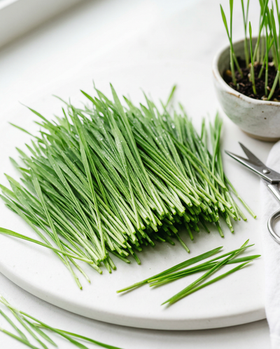 Wheatgrass 