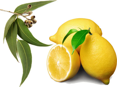 Lemon Eucalyptus